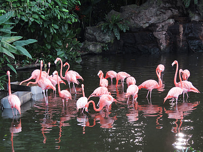 flamingos on lake beside green plants