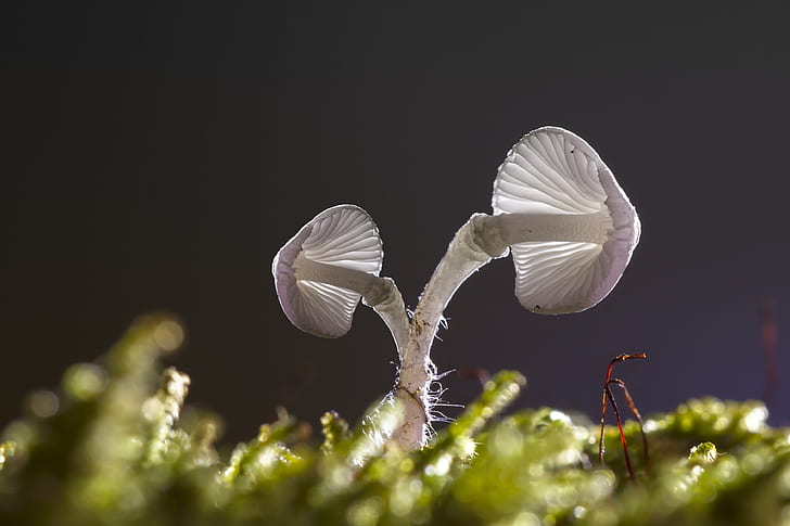 worm's eye view of white mushroom