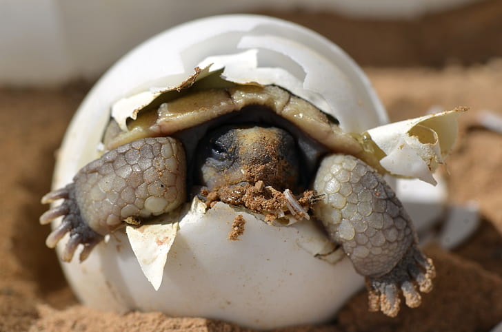 baby turtle inside egg