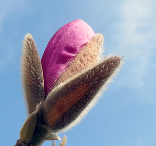 closeup photography of pink magnolia flower bud
