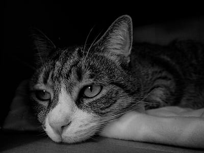 greyscale photography of resting cat