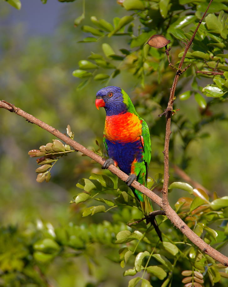 red, green, and purple bird perching on tree branch during daytime