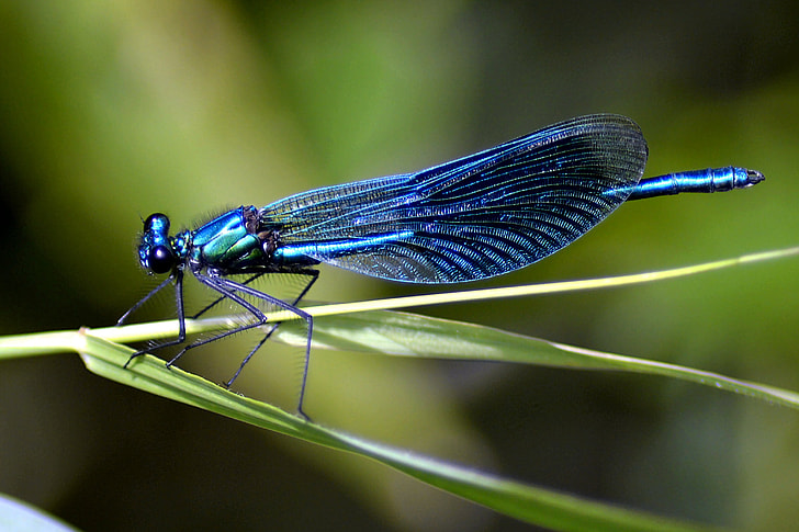 blue damselfly perched on green leaf closeup photography