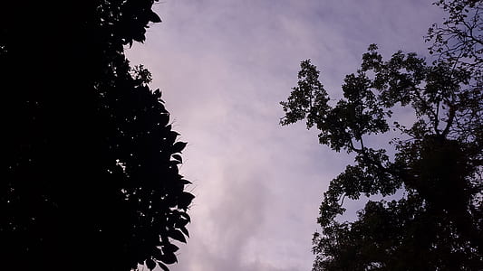 Low Angle Photography of Silhouette of Trees Under Calm Sky