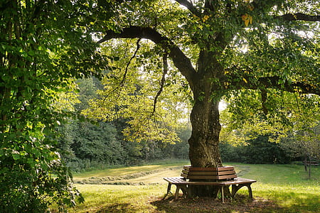 green leaf tree surrounded with brown wooden bench near forest during daytime