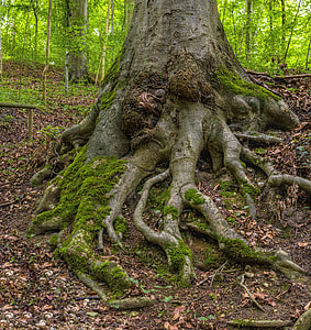 gray tree roots
