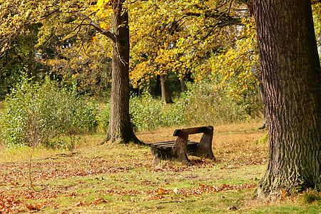 brown wooden bench surrounded by green leaf trees at daytime
