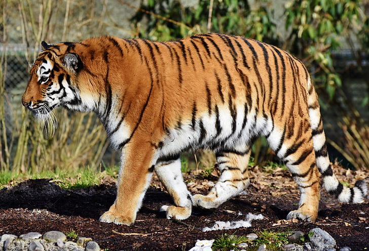 tiger standing on soil near grass