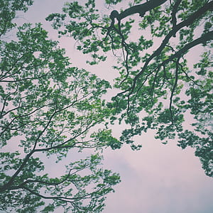 Green Trees Under Nimbus Clouds