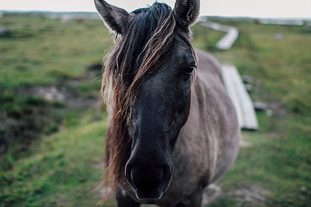 Closeup shot of a horse