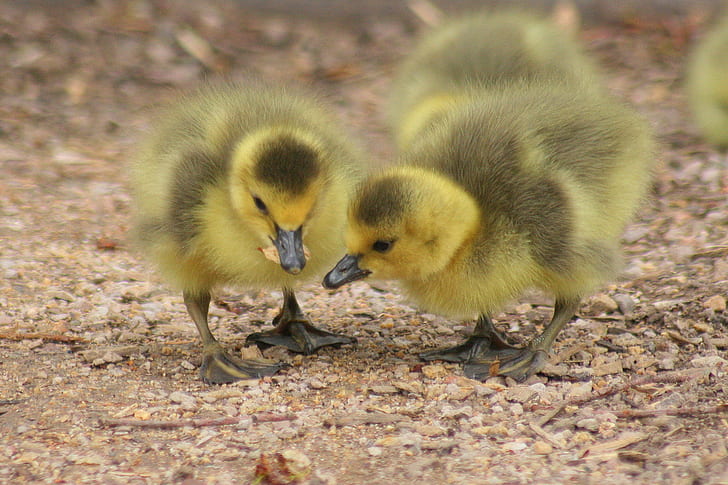 yellow and black ducklings