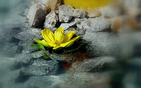Close-up of Yellow Lotus in Water