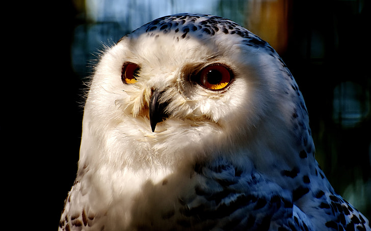 Royalty-Free photo: White and black owl | PickPik