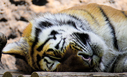 brown and black tiger sleeping