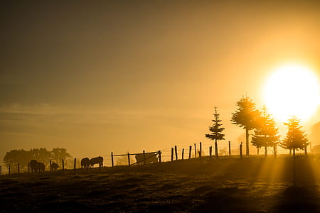 cattle and trees under the ray of sun