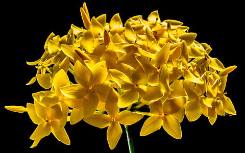 yellow 5-petaled flower