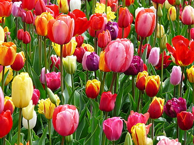 bed of tulips
