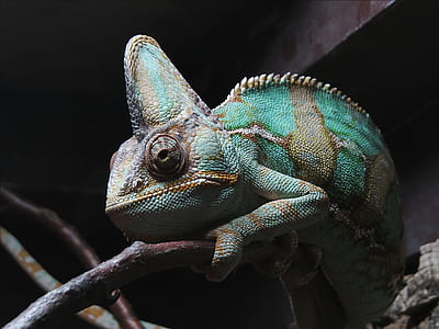 photography of chameleon