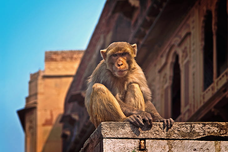 selective focus photo of primate
