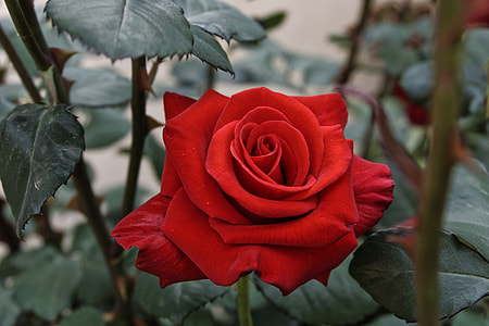close up photo of red rose flower
