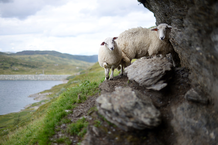 two lambs photo