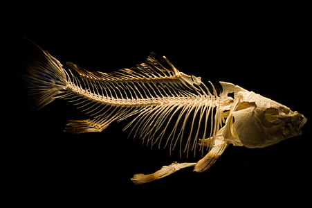 white fish carcass taxidermy
