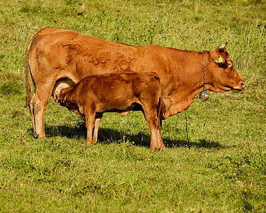 brown cattle standing on green grass field