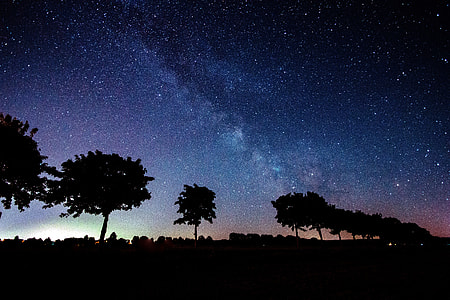 silhouette of trees with starry skies