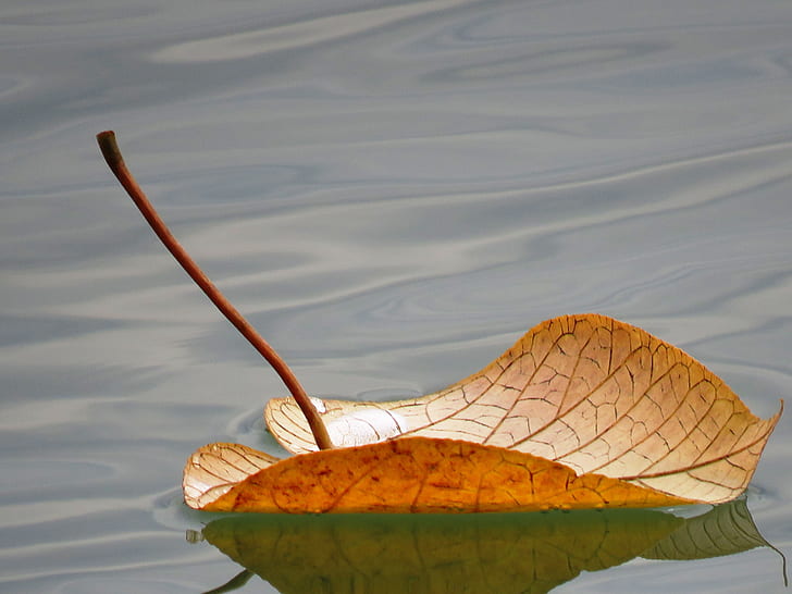 brown leaf floating on water at daytime