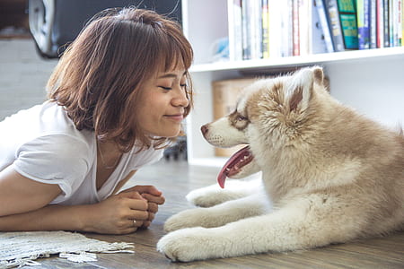 woman in front of brown and white Alaskan malamute lying on floor