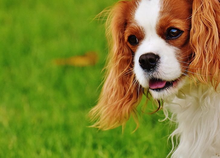 adult Cavalier King Charles spaniel on focus photo during daytime