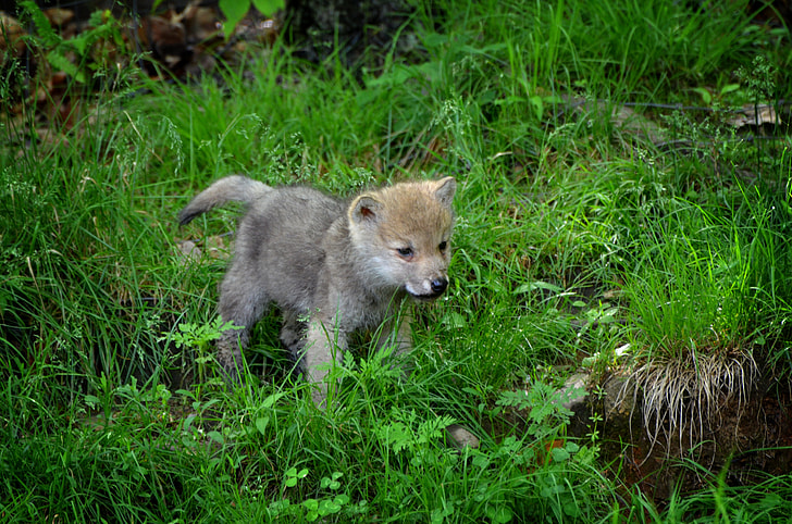 short-coated gray puppy on grass field