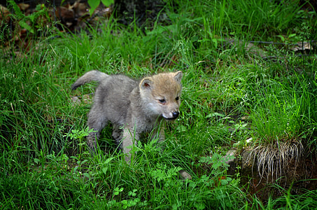 short-coated gray puppy on grass field