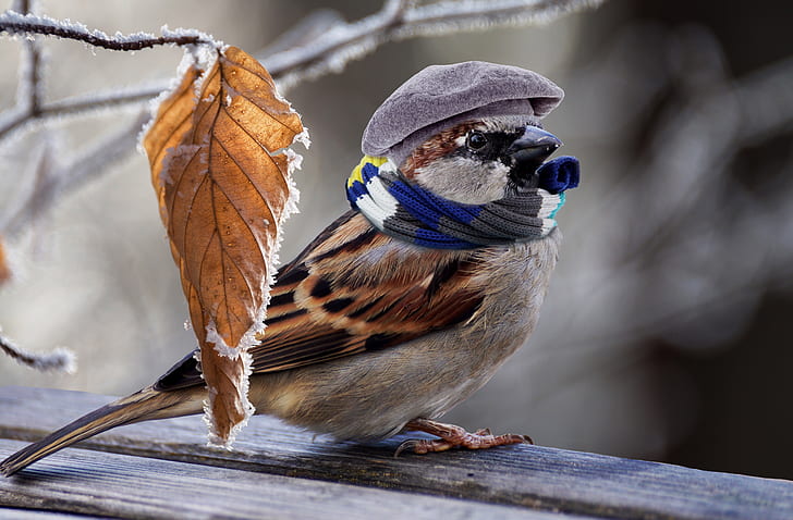 brown bird with hat and scarf