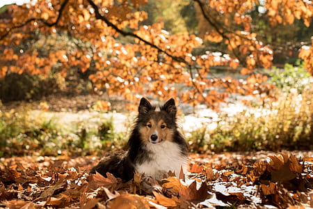 tricolor Rough collie puppy laying down on dried brown leaves under tree