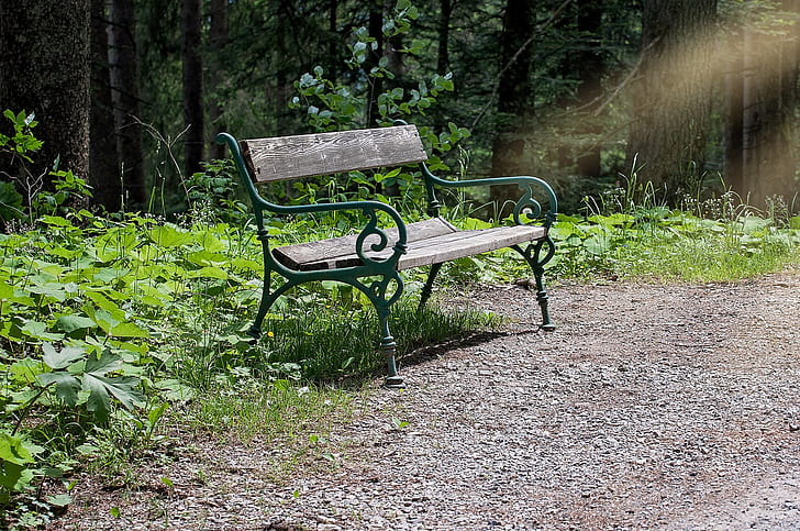 bench near tree