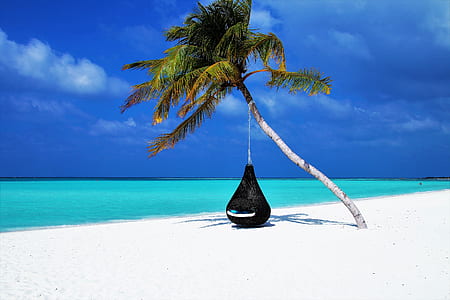 black hammock under coconut tree on seashore