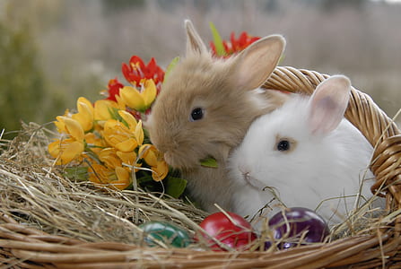 close up view of two brown and white rabbits