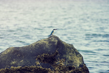King Fisher on the Rock Near Body of Water