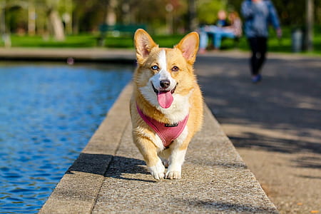 medium-coat yellow and white dog besides body of water with red scarf at daytime