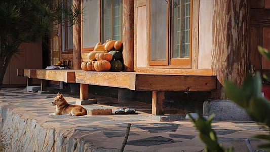 photo of short-coated tan puppy beside a wooden terrace