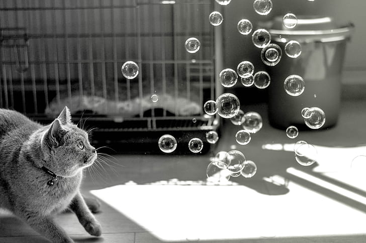 grayscale shot of cat staring at bubbles near cage