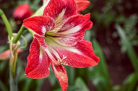 Red 6 Petaled Flower