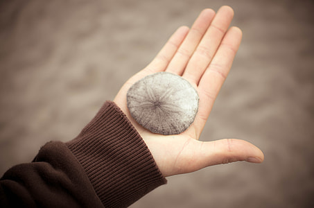 human's holding gray sea shell