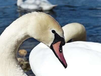 close up shot of white swan