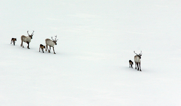 white deer walking on snow field