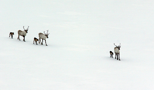 white deer walking on snow field