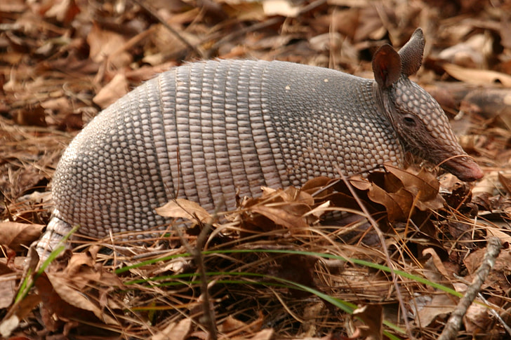 shallow focus photography of armadillo