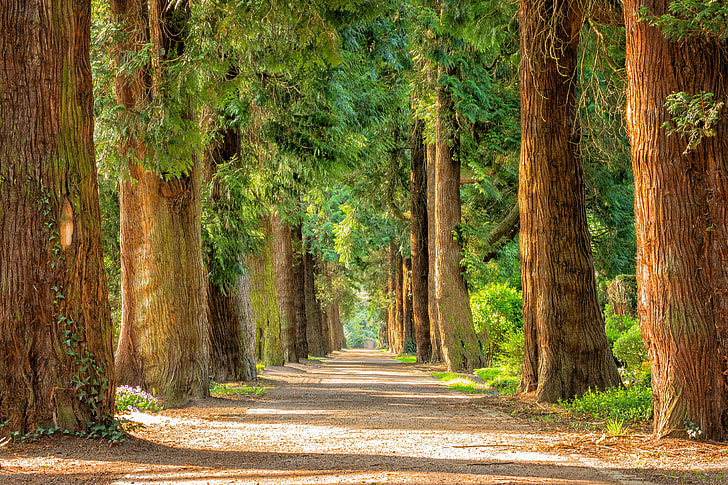 pathway between green leaf trees