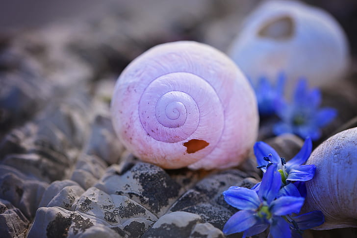 selective focus pink snail beside purple flowers